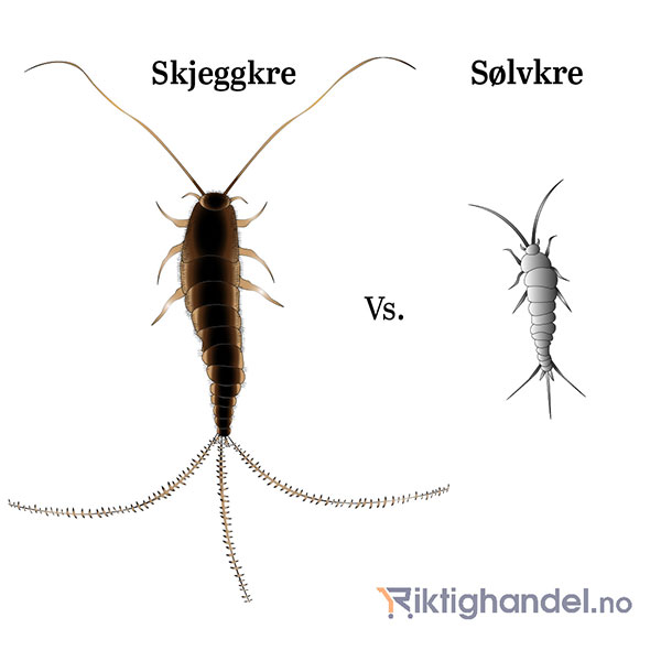 hvordan-bli-kvitt-skjeggkre-og-s-lvkre-riktighandel-no